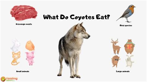 animales que comen coyotes